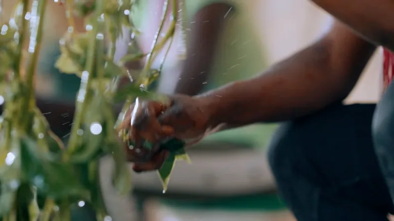 Mains cueillant des feuilles de baobab, image extraite du film « Le baobab » pour WAAM Cosmetics
